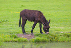 donkey