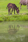 donkey