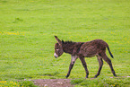 donkey