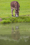 donkey