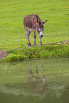 donkey