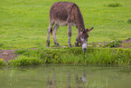donkey