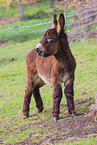 donkey
