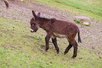 donkey