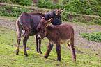 donkey
