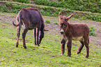 donkey