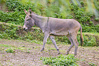 donkey