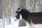 donkey in the winter