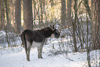 donkey in the winter