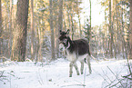 donkey in the winter