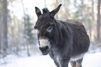 donkey in the winter