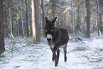 donkey in the winter