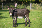 donkey