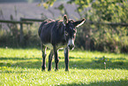 donkey