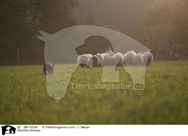 Drenthe Heideschafe / Drenthe sheeps / JM-15248