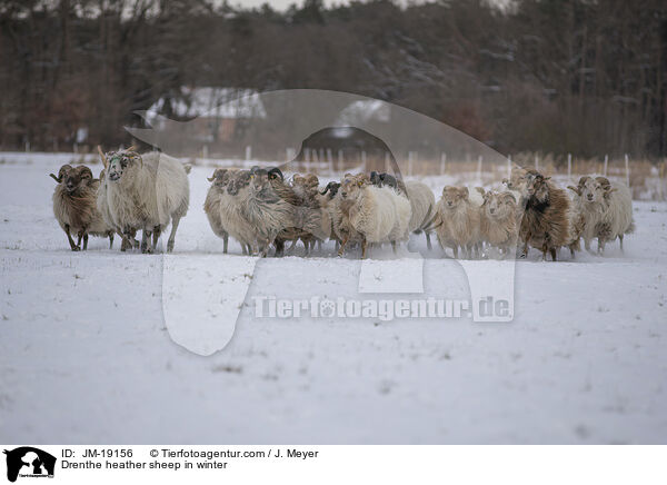 Drenthe heather sheep in winter / JM-19156