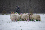 Drenthe heather sheep in winter