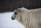 Drenthe heather sheep in winter