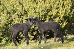 Drenthe sheep lambs