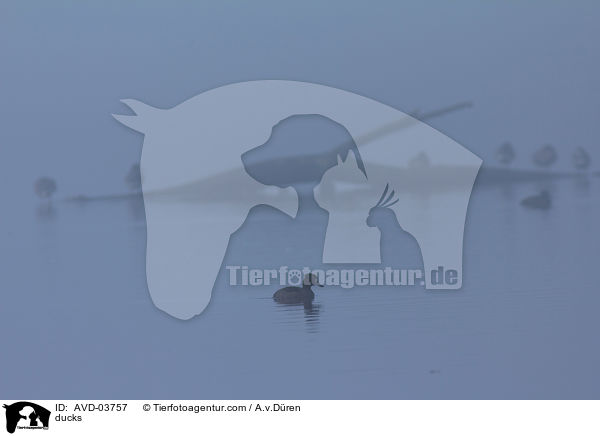 Enten / ducks / AVD-03757
