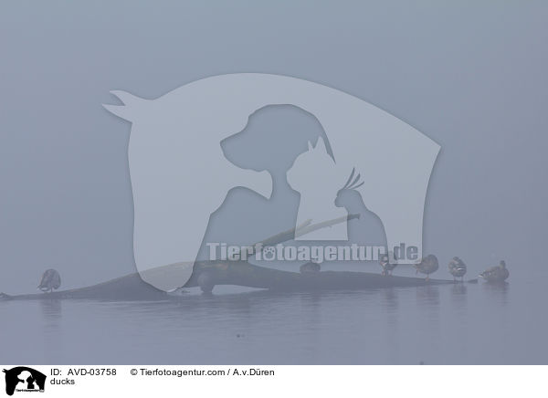 Enten / ducks / AVD-03758