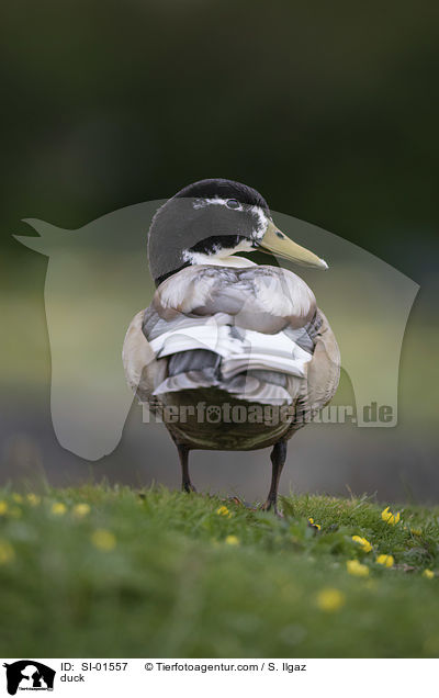 Ente / duck / SI-01557