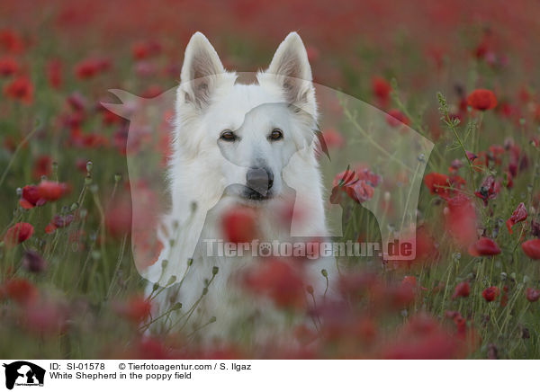 White Shepherd in the poppy field / SI-01578