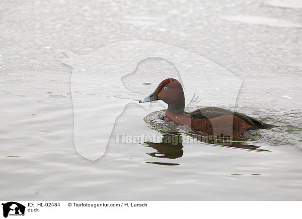 Ente / duck / HL-02484