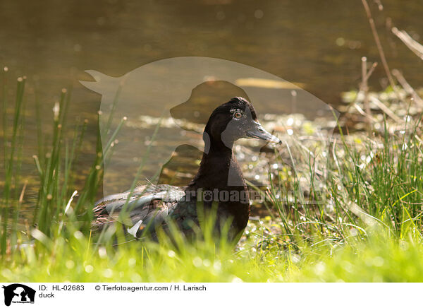 Ente / duck / HL-02683