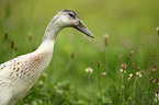 duck