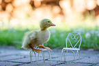 standing Duckling