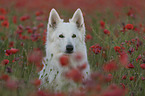 White Shepherd in the poppy field