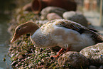 duck