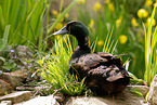 duck