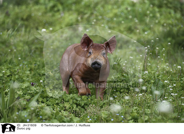 Duroc pig / JH-31609
