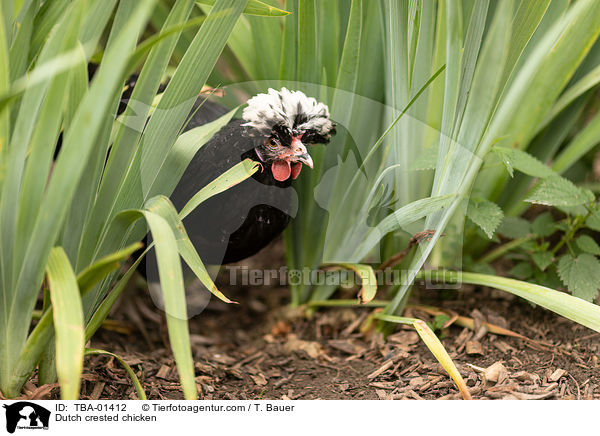 Hollnder Haubenhuhn / Dutch crested chicken / TBA-01412