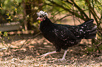 Dutch crested chicken