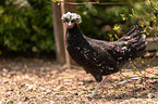 Dutch crested chicken