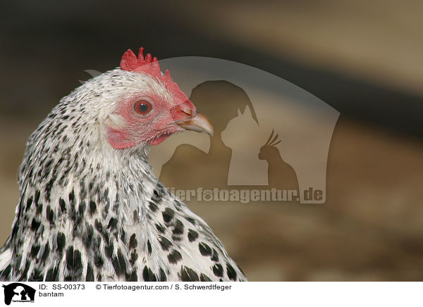 Federfiges Zwerghuhn / bantam / SS-00373
