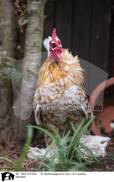 Federfiges Zwerghuhn / bantam / DOL-01532
