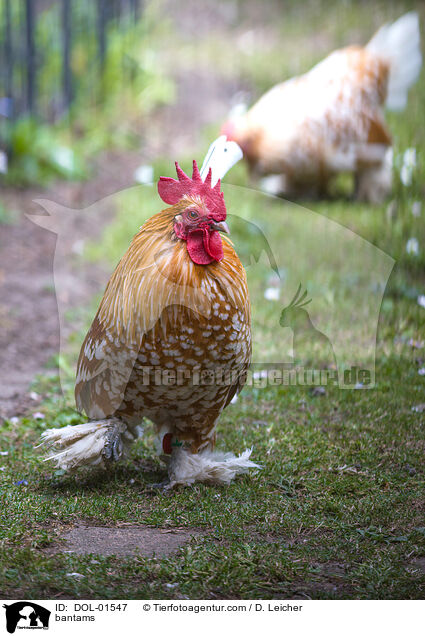 Federfige Zwerghhner / bantams / DOL-01547