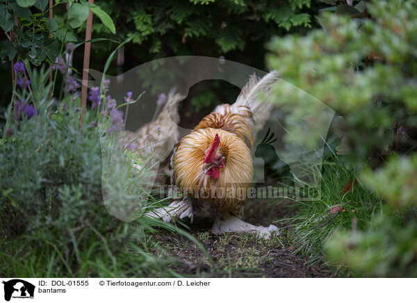 Federfige Zwerghhner / bantams / DOL-01555