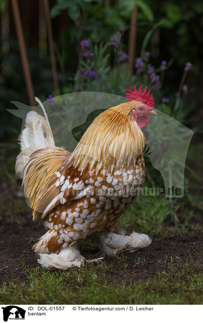 Federfiges Zwerghuhn / bantam / DOL-01557