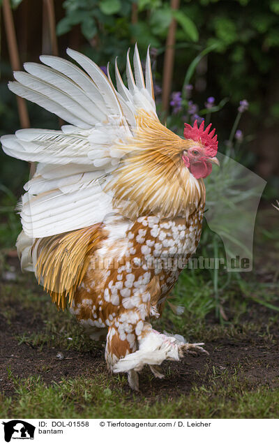 Federfiges Zwerghuhn / bantam / DOL-01558