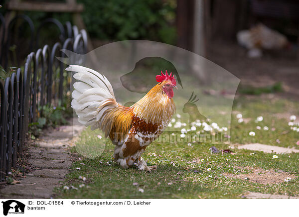 Federfiges Zwerghuhn / bantam / DOL-01584