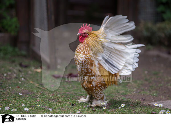 Federfiges Zwerghuhn / bantam / DOL-01586