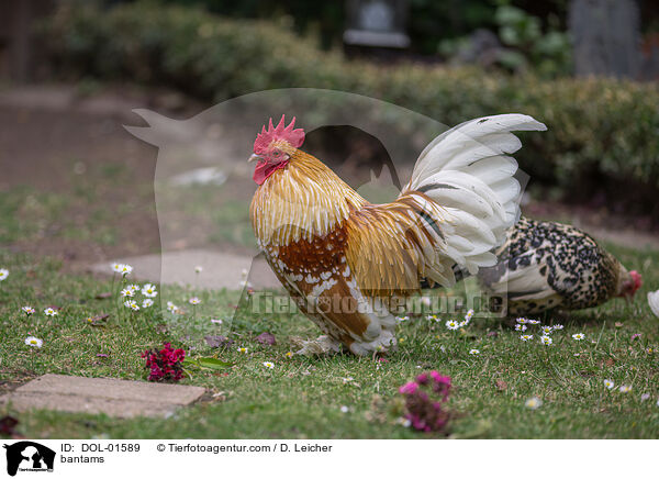 Federfige Zwerghhner / bantams / DOL-01589