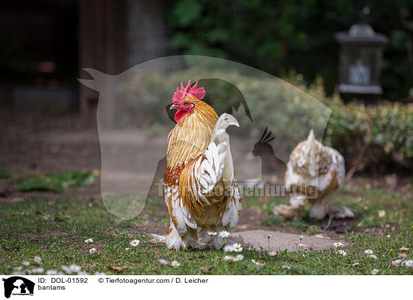 Federfüßige Zwerghühner / bantams / DOL-01592