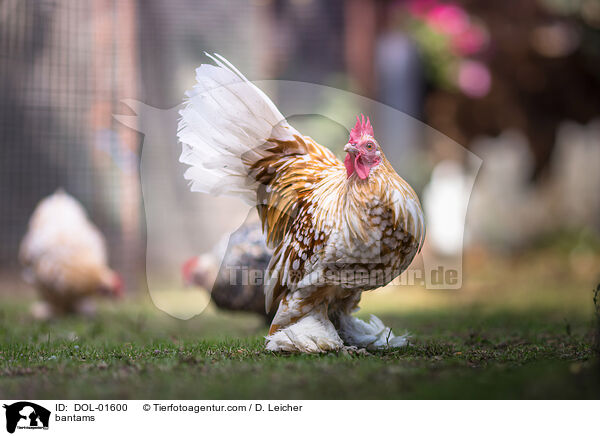 Federfige Zwerghhner / bantams / DOL-01600
