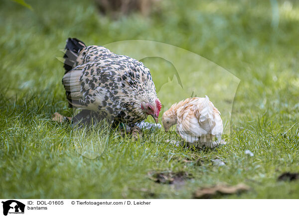 Federfige Zwerghhner / bantams / DOL-01605